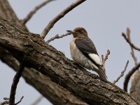 819A8826Immature_Red-headed_Woodpecker