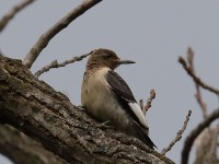 819A8830Immature_Red-headed_Woodpecker