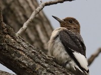 819A8835Immature_Red-headed_Woodpecker