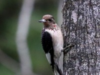 819A8848Immature_Red-headed_Woodpecker