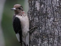 819A8849Immature_Red-headed_Woodpecker