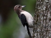 819A8853Immature_Red-headed_Woodpecker