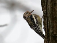 819A8879Immature_Yellow-bellied_Sapsucker