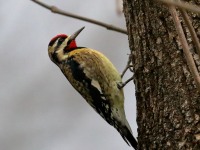 819A8896Yellow-bellied_Sapsucker