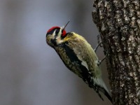 819A8915Yellow-bellied_Sapsucker
