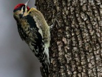 819A8918Yellow-bellied_Sapsucker