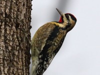 819A8932Yellow-bellied_Sapsucker