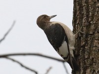 819A8961Immature_Red-headed_Woodpecker