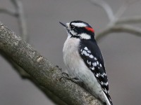 819A9000Downy_Woodpecker