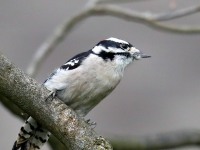 819A9003Downy_Woodpecker