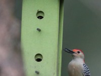 819A9007Red-bellied_Woodpecker