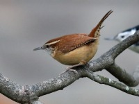819A9014Carolina_Wren