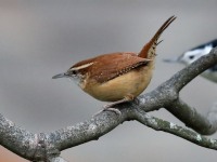 819A9014Carolina_Wren