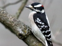 819A9016Downy_Woodpecker