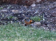 0J6A4295Brambling