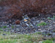 6S3A0857Brambling