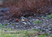 6S3A0861Brambling