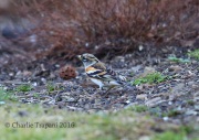 6S3A0863Brambling
