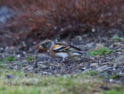 6S3A0866Brambling