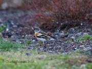 6S3A0869Brambling