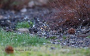6S3A0875Brambling