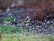 6S3A0877Brambling