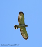6s3a0881broad-wingedhawk