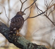 6s3a5808broad-wingedhawk