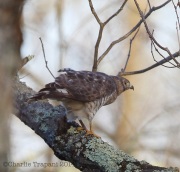 6s3a5810broad-wingedhawk