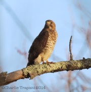 6s3a5817broad-wingedhawk