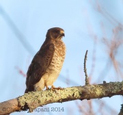 6s3a5824broad-wingedhawk