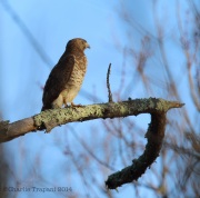 6s3a5826broad-wingedhawk
