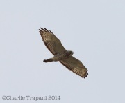 6s3a8270broad-wingedhawk