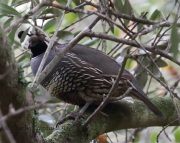 0J6A4366California_Quail