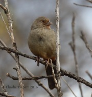 0J6A4377California_Towhee