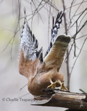 0J6A4391Red-Shouldered_Hawk