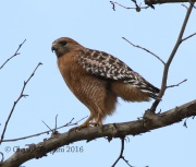 0J6A4398Red-Shouldered_Hawk