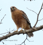0J6A4400Red-Shouldered_Hawk