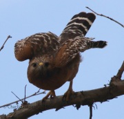 0J6A4402Red-Shouldered_Hawk