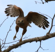 0J6A4404Red-Shouldered_Hawk