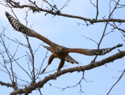 0J6A4405Red-Shouldered_Hawk