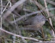 0J6A4432Wrentit