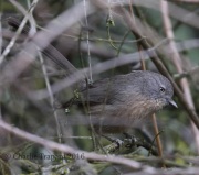 0J6A4433Wrentit