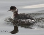 0J6A4467Eared_Grebe