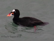 0J6A4527Surf_Scoter
