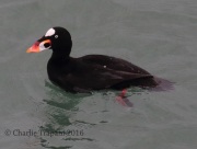 0J6A4529Surf_Scoter