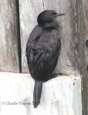 0J6A4578Pelagic_Cormornat