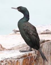 0J6A4588Pelagic_Cormorant