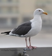 0J6A4741Western_Gull
