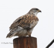 0J6A4879Ferruginous_Hawk